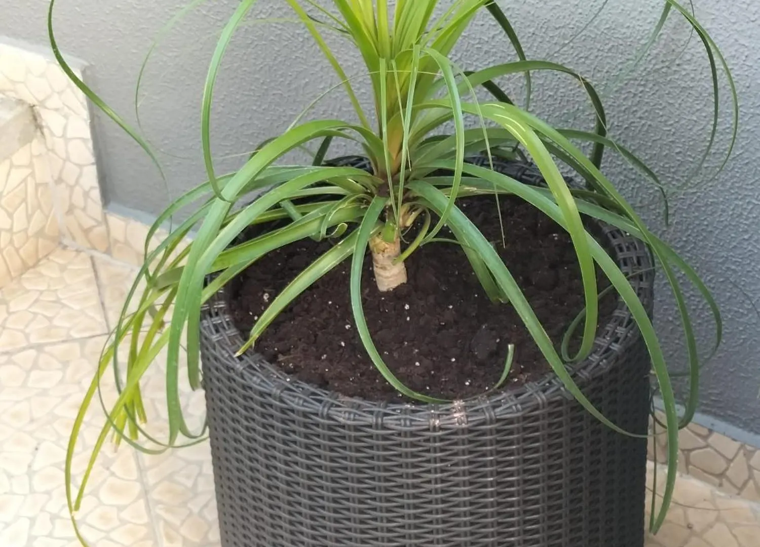 Hortasol B Apartamento Funchal