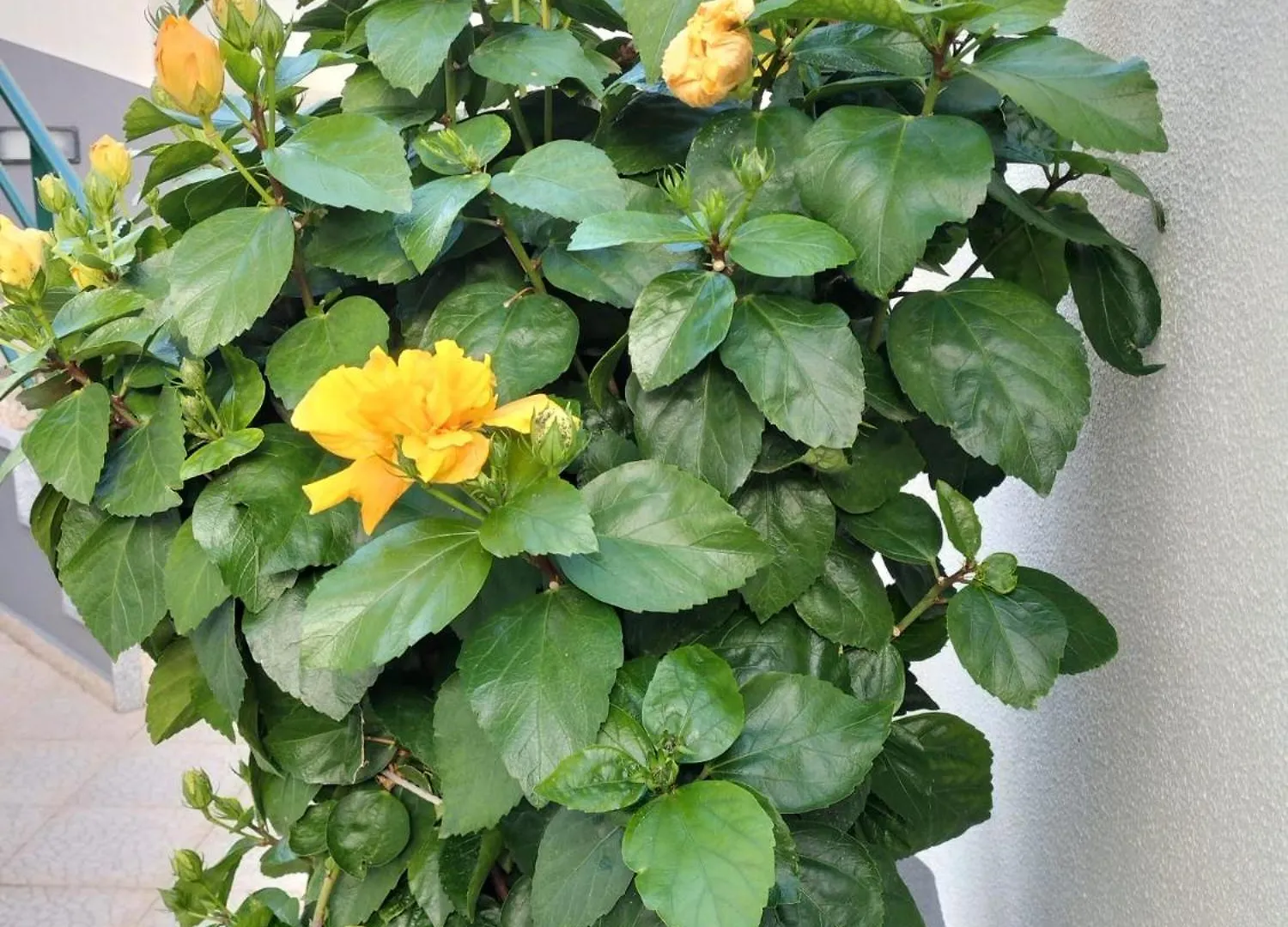 Apartmán Hortasol B Funchal
